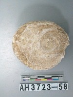 藏品(螺蓋製貝刮器)的圖片